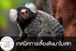 เทคนิคการเลี้ยงลิงมาโมเสท