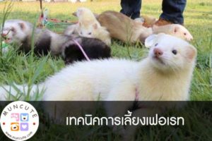เทคนิคการเลี้ยงเฟอเรท