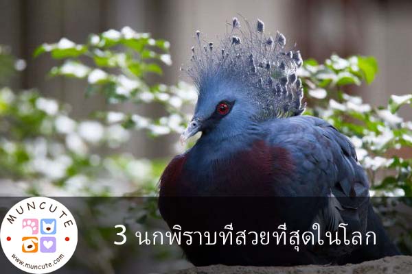 3 นกพิราบที่สวยที่สุดในโลก