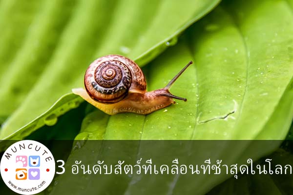 3 อันดับสัตว์ที่เคลื่อนที่ช้าสุดในโลก