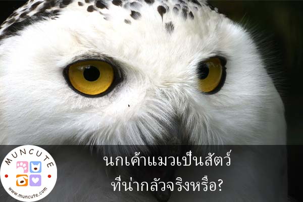 นกเค้าแมวเป็นสัตว์ที่น่ากลัวจริงหรือ?