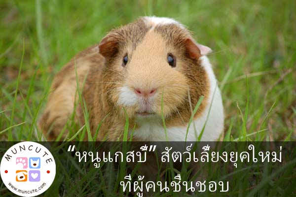 “หนูแกสบี้” สัตว์เลี้ยงยุคใหม่ที่ผู้คนชื่นชอบ