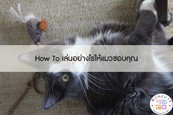 How To เล่นอย่างไรให้แมวชอบคุณ | คลิปแมว คลิปหมา สัตว์โลกน่ารัก ทาสแมว