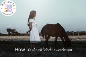 How To เลี้ยงม้าให้เชื่องและรักคุณ