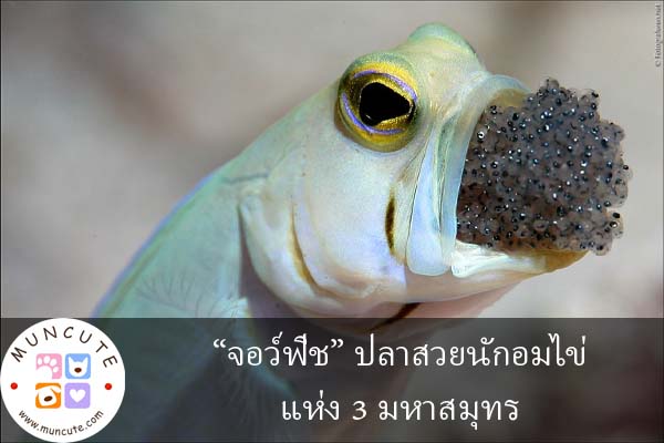 “จอว์ฟิช” ปลาสวยนักอมไข่แห่ง 3 มหาสมุทร