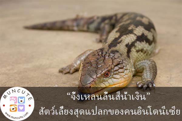 “จิ้งเหลนลิ้นสีน้ำเงิน” สัตว์เลี้ยงสุดแปลกของคนอินโดนีเซีย