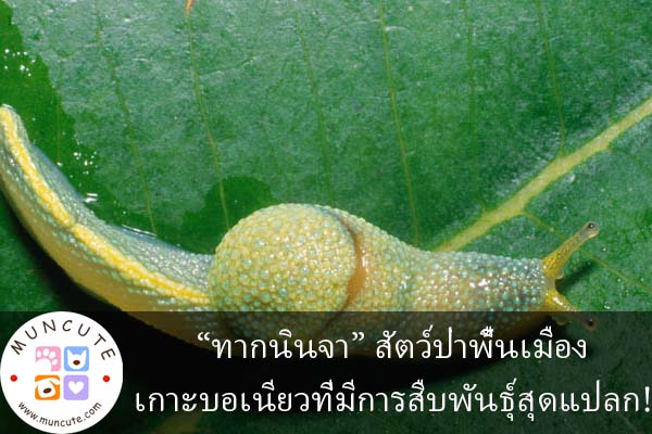 “ทากนินจา” สัตว์ป่าพื้นเมืองเกาะบอเนียวที่มีการสืบพันธุ์สุดแปลก!