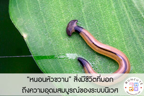 “หนอนหัวขวาน” สิ่งมีชีวิตที่บอกถึงความอุดมสมบูรณ์ของระบบนิเวศ