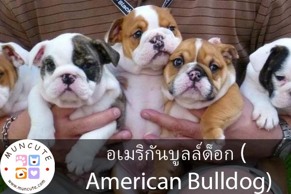 อเมริกันบูลล์ด็อก ( American Bulldog)