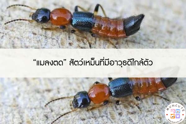 “แมลงตด” สัตว์เหม็นที่มีอาวุธดีใกล้ตัว