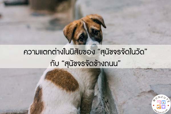 ความแตกต่างในนิสัยของ “สุนัขจรจัดในวัด” กับ “สุนัขจรจัดข้างถนน”