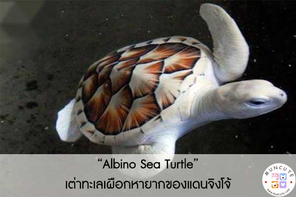 “Albino Sea Turtle” เต่าทะเลเผือกหายากของแดนจิงโจ้