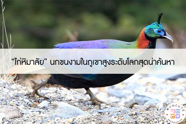 “ไก่หิมาลัย” นกขนงามในภูเขาสูงระดับโลกสุดน่าค้นหา