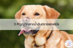 3 สัญญาณขาดน้ำอันตรายของสุนัข