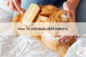 How To แปรงขนแมวให้สวยสะอาง