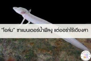 “โอล์ม” ซาแมนเดอร์น้ำฟีลงู แต่ออร่าไร้เดียงสา