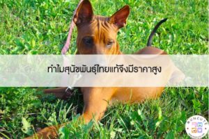 เจ้าตูบ - สัตว์โลกน่ารัก คลิปแมว คลิปหมา ทาศแมว